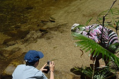 0992 Mossman Gorge